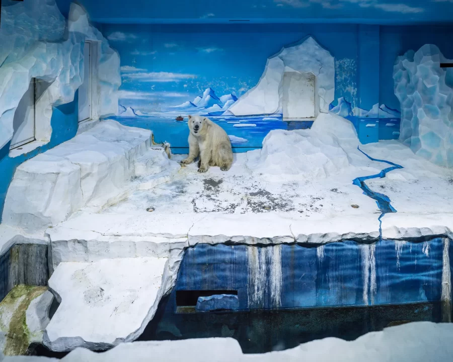 This polar bear deserves more than fake snow, a wintery background, and constant stress.
