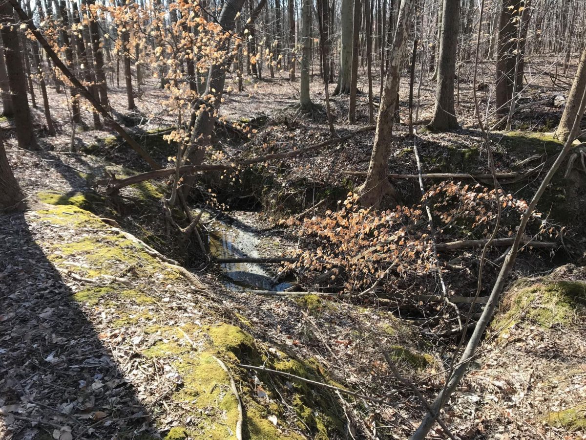 A photo of the current state of our stream. (Photo courtesy of Harford County Government) 